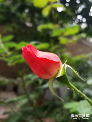 【不負(fù)好春光】+晚春美景