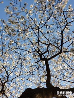 【不負(fù)好春光】＋春