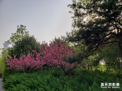 【不負好春光】+雨后游奧森