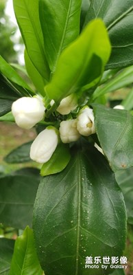 柑橘花，