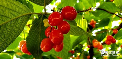 陽光下的紅櫻桃