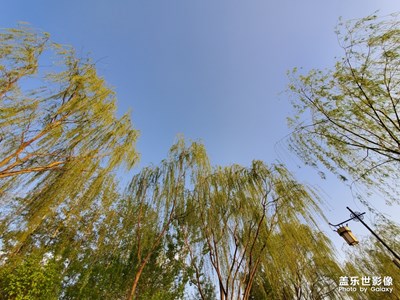 【不負(fù)好春光】+花開滿枝頭