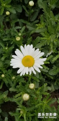 【不負(fù)好春光】+雨后游雕塑公園