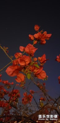 蓋樂(lè)世S9+夜拍三角梅首秀！