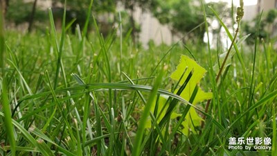 草地隨拍幾張