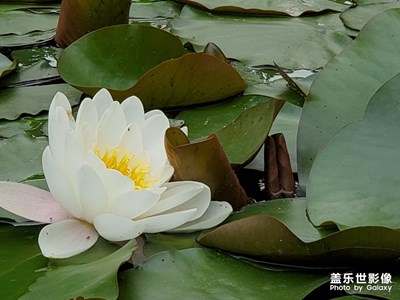 小區(qū)內(nèi)隨拍