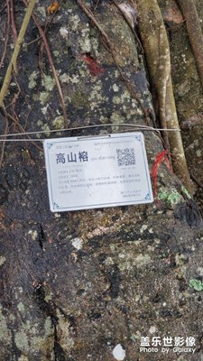 村里的百年老樹