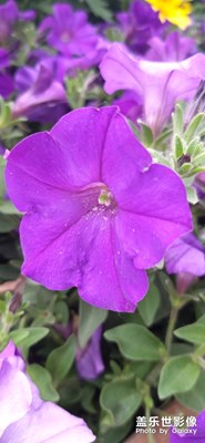 【不負(fù)好春光】+芳草萋萋花猶美