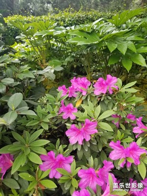 【不負(fù)好春光】+游樂杭州