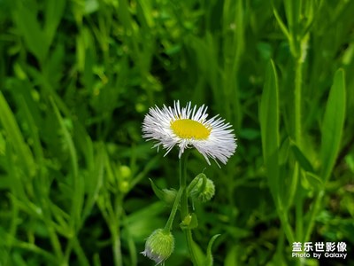 綠中一點(diǎn)白