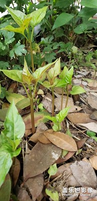 生命的延續(xù)。