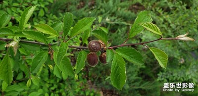 什么花結(jié)什么果