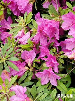 怒放的生命，打破早上的寧靜