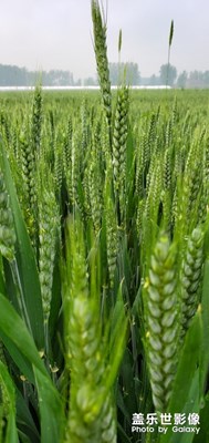 家鄉(xiāng)的麥田