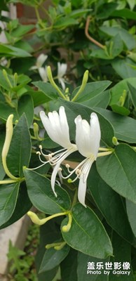 金銀花開