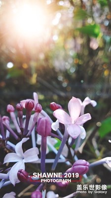 隨手拍，路邊的小花也是美美噠