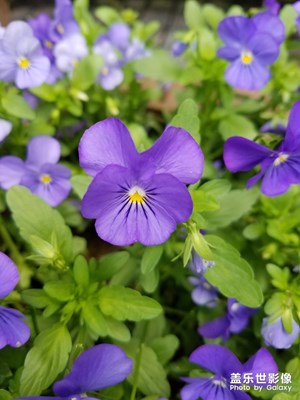 【玩轉(zhuǎn)五一】+玩烈士公園