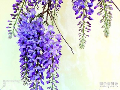 帖子要審核二十多小時？