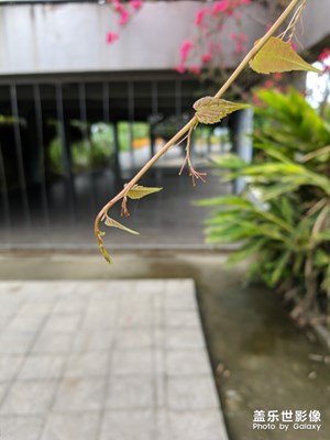 聽說?9012年還用單攝會被吊打