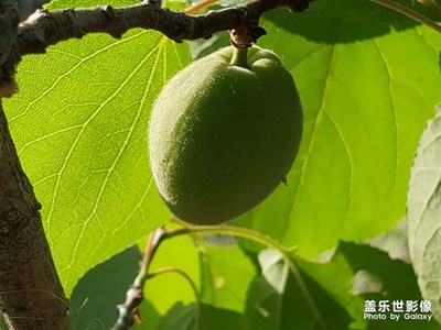 【玩轉五一】老家櫻桃，未成熟的桃杏