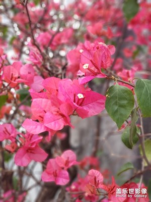 【玩轉(zhuǎn)五一】+草長鶯飛五月天