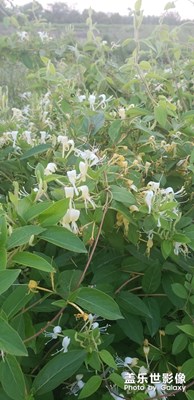 金銀 花開