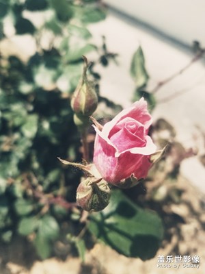 【玩轉(zhuǎn)五一】+迷人的月季