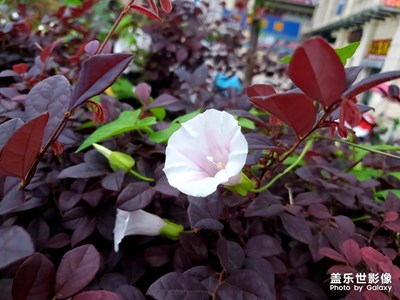 那些花兒