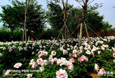 *青年節(jié)賞牡丹