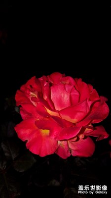 【玩轉(zhuǎn)五一】路邊花