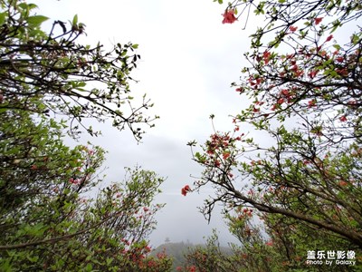 龍泉山映山紅