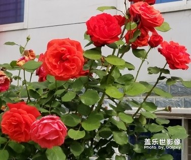 2發(fā)速度不流暢發(fā)速度不流暢