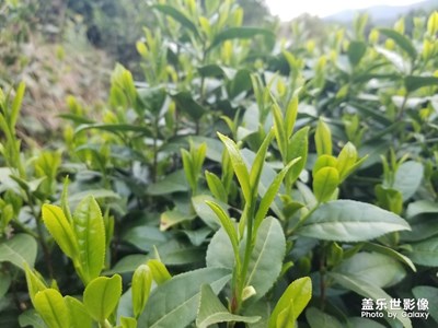 谷雨茶