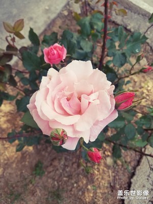 【玩轉(zhuǎn)五一】+月季花