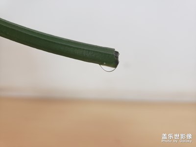 剪枝后的綠蘿