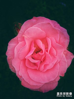 一百歲齡月季花開