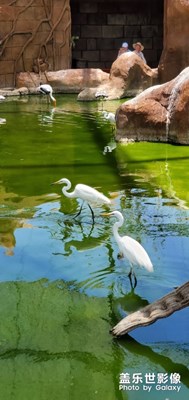 芽莊珍珠島動物園
