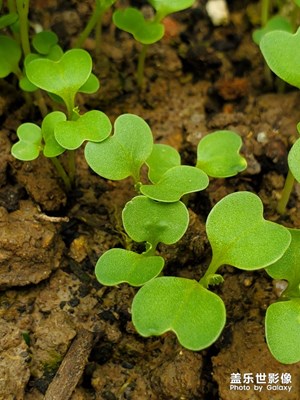 別有風(fēng)味的綠