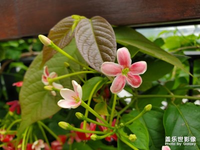 那些在路邊的小花