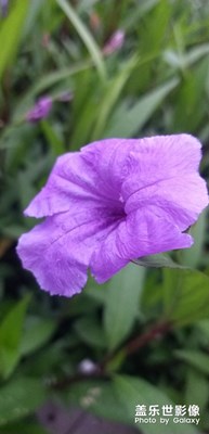 花的世界花的海洋