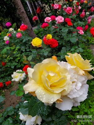 樓下花開的真好