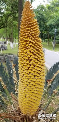 鐵樹(shù)開(kāi)花