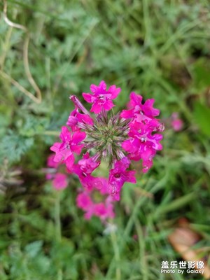 【初夏印象】＋最后的春光