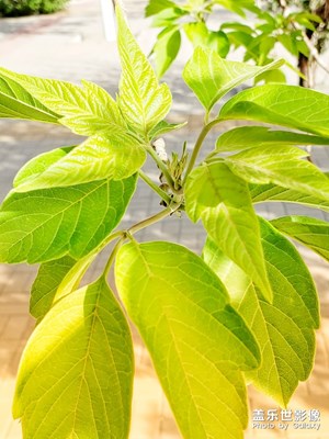 【初夏印象】+生機勃勃