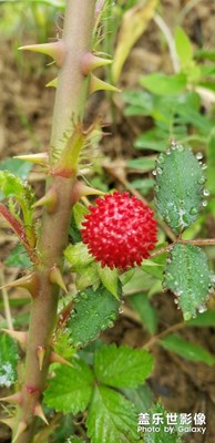 蛇莓。