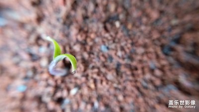 猜猜它們都是啥？