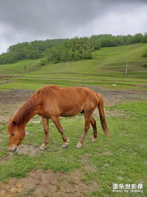 【初夏印象】+關(guān)山牧場(chǎng)