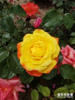 【初夏印象】+ 萬紫千紅