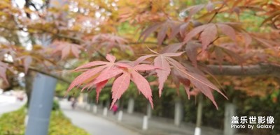 這是我拍的最好看的照片