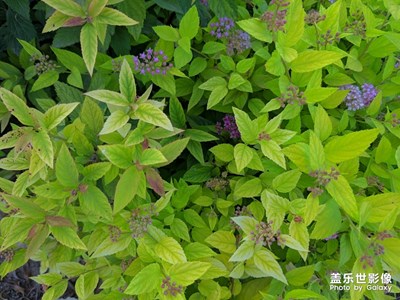 濕地公園的色彩